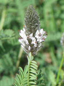 Dalea leporina